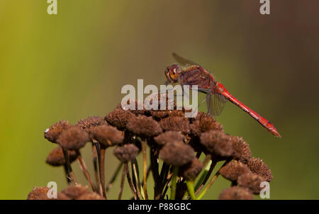 Imago Steenrode heidelibel; Erwachsene Vagrant Darter Stockfoto