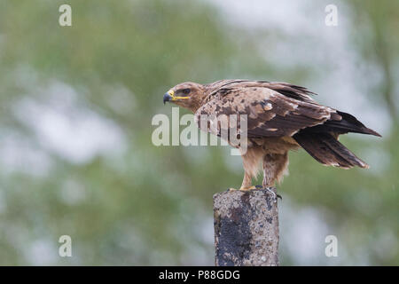 Nach Steppe Eagle (Aquila nipalensis), auf einem Baumstumpf in Kasachstan thront. Stockfoto