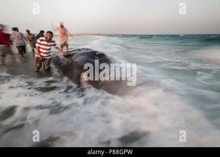 Gestrandeten Pottwal - Pottwal Physeter macrocephalus, Oman - Stockfoto