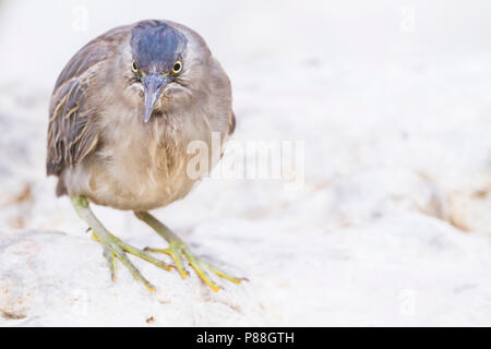 Gestreift Heron - Mangrovereiher Butorides striata - ssp. brevipes, Oman, 1. CY Stockfoto