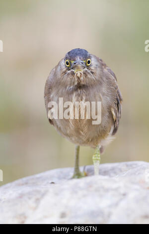 Gestreift Heron - Mangrovereiher Butorides striata - ssp. brevipes, Oman, 1. CY Stockfoto