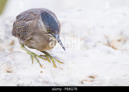 Gestreift Heron - Mangrovereiher Butorides striata - ssp. brevipes, Oman, 1. CY Stockfoto