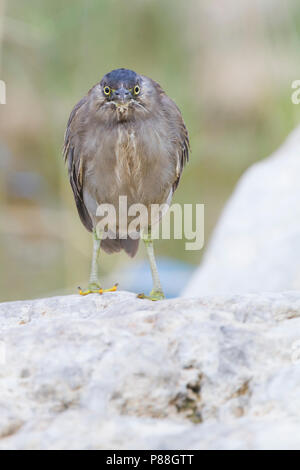 Gestreift Heron - Mangrovereiher Butorides striata - ssp. brevipes, Oman, 1. CY Stockfoto