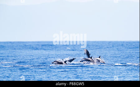 Dolfijnen Gestreepte bij de Azoren; Blau-Weiße Delfine (Stenella coeruleoalba) rund um die Azoren Stockfoto