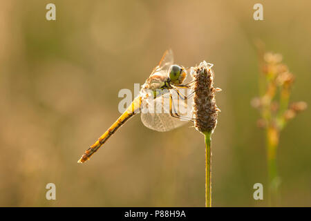 Vrouwtje Steenrode Sympetrum vulgatum heidelibel, Weiblich Stockfoto