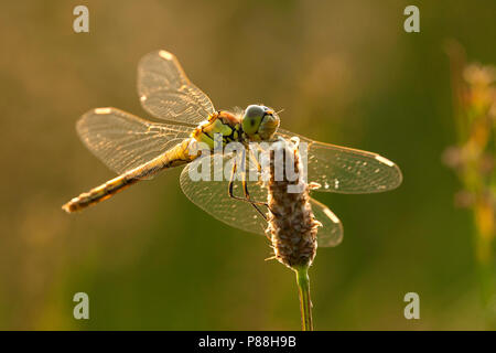 Vrouwtje Steenrode Sympetrum vulgatum heidelibel, Weiblich Stockfoto