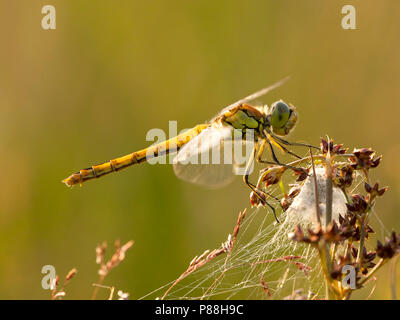 Vrouwtje Steenrode Sympetrum vulgatum heidelibel, Weiblich Stockfoto