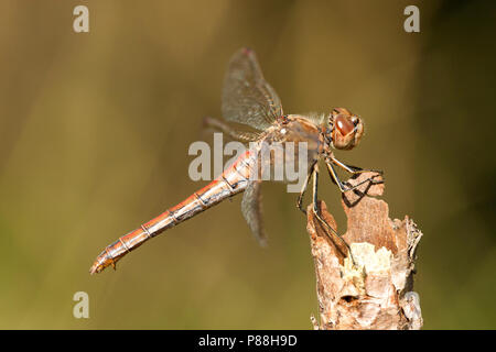 Vrouwtje Steenrode Sympetrum vulgatum heidelibel, Weiblich Stockfoto