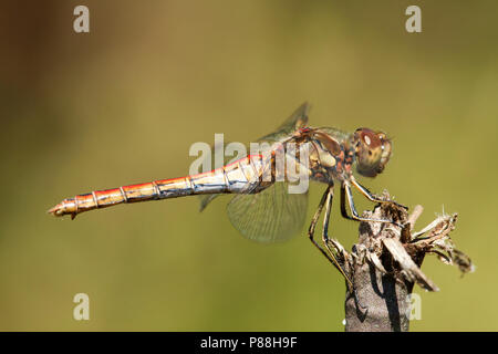 Vrouwtje Steenrode Sympetrum vulgatum heidelibel, Weiblich Stockfoto