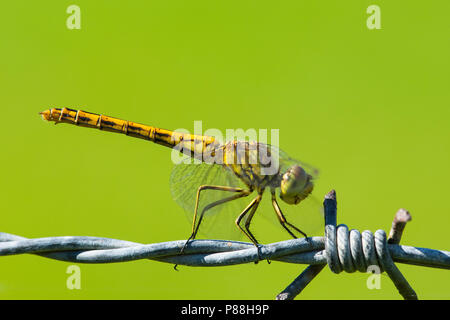 Steenrode heidelibel, Schnurrbärtige Darter, Sympetrum vulgatum Stockfoto