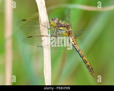 Vrouwtje Steenrode Sympetrum vulgatum heidelibel, Weiblich Stockfoto