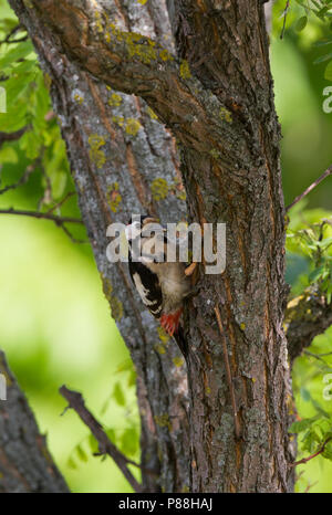 Syrische Specht - Blutspecht - Dendrocopus syriacus, Österreich, männlichen Erwachsenen Stockfoto