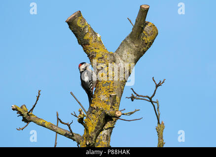 Syrische Specht - Blutspecht - Dendrocopus syriacus, Deutschland, männlichen Erwachsenen Stockfoto