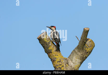 Syrische Specht - Blutspecht - Dendrocopus syriacus, Deutschland, männlichen Erwachsenen Stockfoto