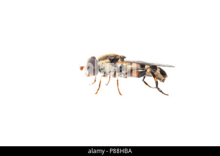 Dicke-legged Hoverfly, Menuetzweefvlieg, Stockfoto