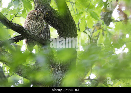 Waldkauz - Waldkauz Strix aluco Aluco -, Deutschland, Erwachsene Stockfoto
