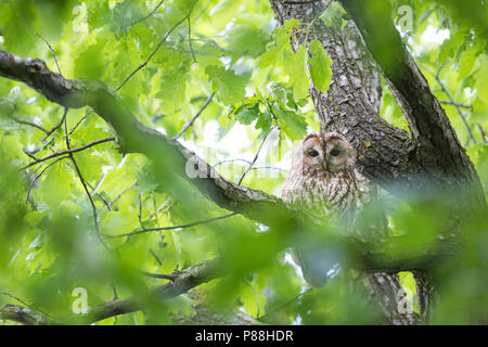 Waldkauz - Waldkauz Strix aluco Aluco -, Deutschland, Erwachsene Stockfoto
