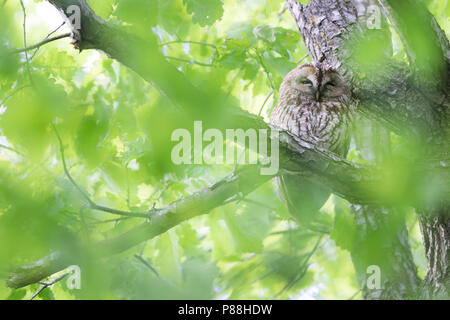 Waldkauz - Waldkauz Strix aluco Aluco -, Deutschland, Erwachsene Stockfoto