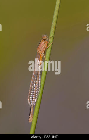 Onvolwassen grasjuffer Tengere; unreif Kleine Bluetail; unreif Knappen Blue-tailed Damselfly Stockfoto