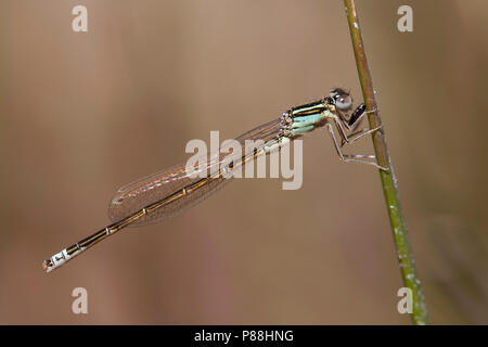 Onvolwassen grasjuffer Tengere; unreif Kleine Bluetail; unreif Knappen Blue-tailed Damselfly Stockfoto