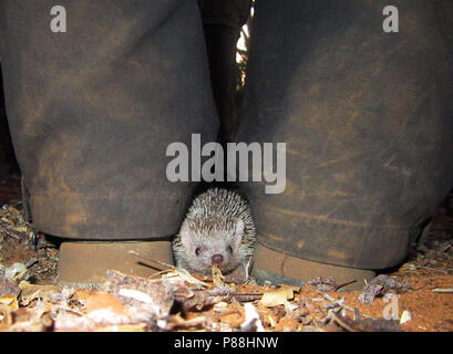 Weniger Igel Tenrec Echinops telfairi, Stacheligen, Wald, Ifaty, Madagaskar Stockfoto