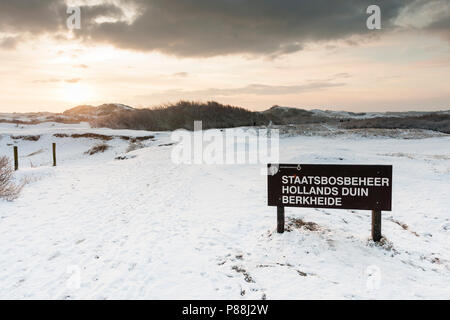 Zeichen des Staatsbosbeheer in schneebedeckten Dünen bei Nationaal Park Hollandse Duinen Stockfoto