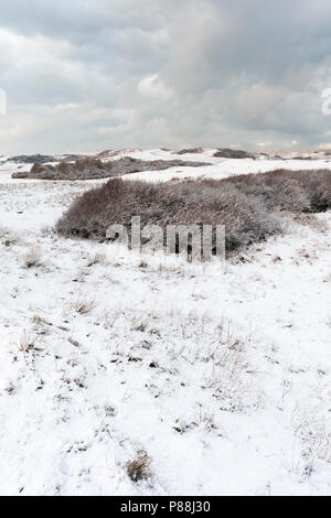 Verschneiten Dünen bei Nationaal Park Hollandse Duinen Stockfoto