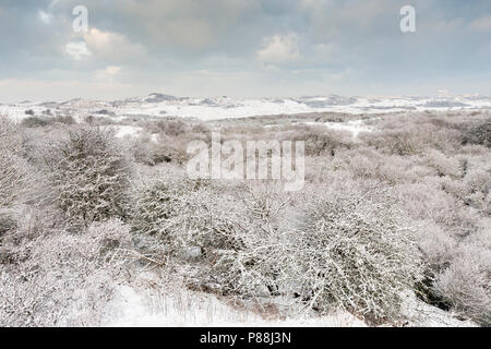 Schnee-bedeckten Sträucher in Dünen bei Nationaal Park Hollandse Duinen Stockfoto