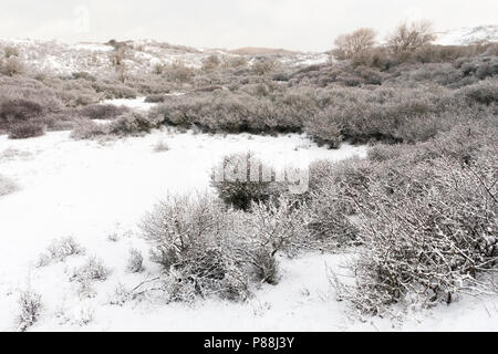 Schnee-bedeckten Sträucher in Dünen bei Nationaal Park Hollandse Duinen Stockfoto