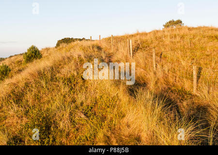 Wandelpad langs Hek in Duinen; Wanderweg entlang Zaun in den Dünen Stockfoto