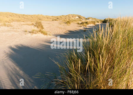 Duinen met helmgras, Dünen mit Gras marram Stockfoto