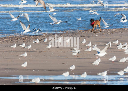 Hund störenden Silbermöwe (Larus argentatus) Herde am Strand von Katwijk aan Zee Stockfoto