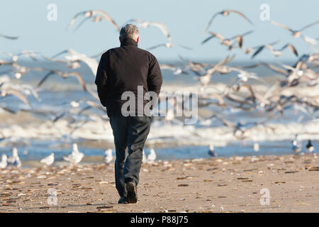 Senior störenden Silbermöwe (Larus argentatus) Herde am Strand von Katwijk aan Zee Stockfoto