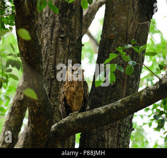 Die Brown fish Owl (Ketupa zeylonensis) ist eine Pflanzenart aus der Gattung der Eule, die Teil der Familie bekannt als.... Indischer Subkontinent nach Myanmar und Thailand Stockfoto