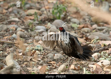 Die kalij Pheasant ist ein Fasan mit roten Augen in Wäldern und Dickichten gefunden, vor allem in den Ausläufern des Himalaya, North Indian Wälder Stockfoto
