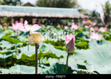 Dieses schöne Seerose oder Lotus Blume ist durch die satten Farben ergänzt. Stockfoto