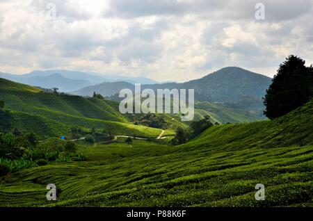 Üppige grüne Felder von Tee auf Hügeln in tropischen Resort Cameron Highlands Malaysia Stockfoto