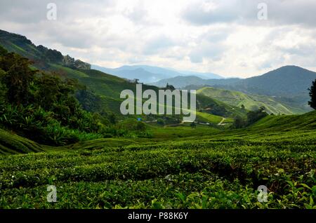 Üppige grüne Felder von Tee auf Hügeln in tropischen Resort Cameron Highlands Malaysia Stockfoto