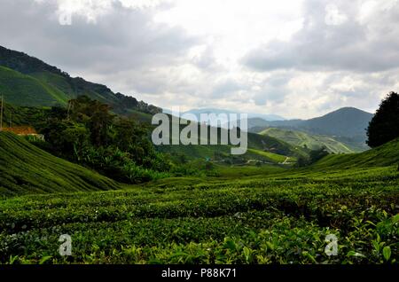 Üppige grüne Felder von Tee auf Hügeln in tropischen Resort Cameron Highlands Malaysia Stockfoto