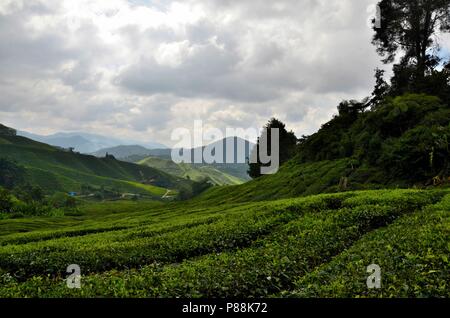 Üppige grüne Felder von Tee auf Hügeln in tropischen Resort Cameron Highlands Malaysia Stockfoto