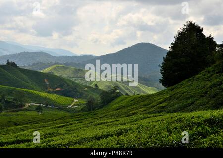 Üppige grüne Felder von Tee auf Hügeln in tropischen Resort Cameron Highlands Malaysia Stockfoto
