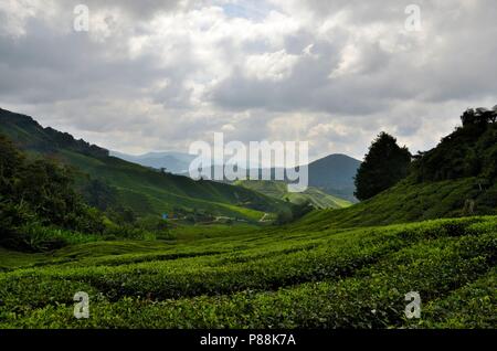 Üppige grüne Felder von Tee auf Hügeln in tropischen Resort Cameron Highlands Malaysia Stockfoto