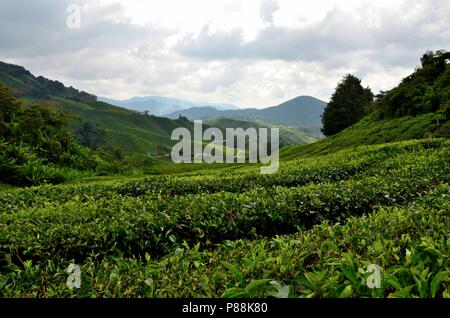 Üppige grüne Felder von Tee auf Hügeln in tropischen Resort Cameron Highlands Malaysia Stockfoto