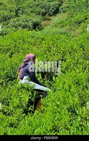 Weibliche Plantagenarbeiterin erntet Tee in den Feldern Cameron Highlands Malaysia Stockfoto