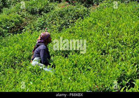 Weibliche Plantagenarbeiterin erntet Tee in den Feldern Cameron Highlands Malaysia Stockfoto