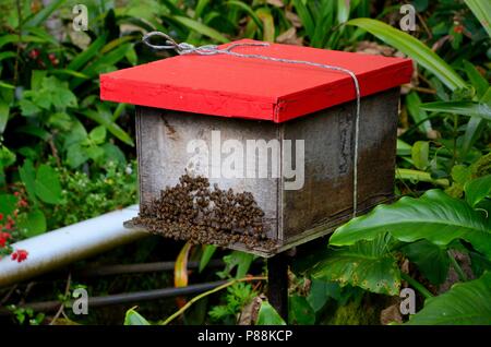 Rote Holzkiste mit Honigbienen für Honig zu schaffen Und Bienenwachs Cameron Highlands Malaysia Stockfoto