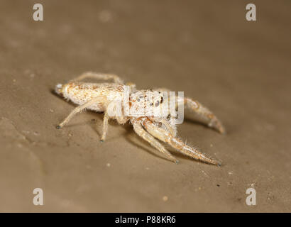 Kleine weiße jumping Spider (Hentzia mitrata) Stockfoto