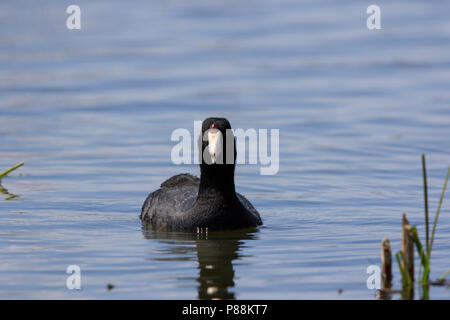 Amerikanische Blässhuhn (Fulica americana) schwimmen auf dem Wasser Stockfoto