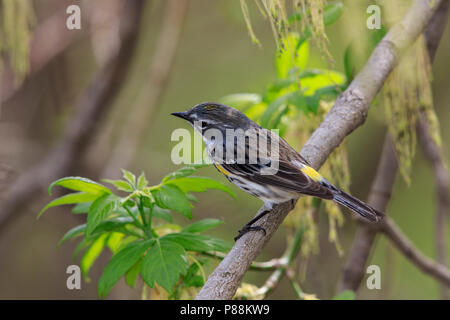 Gemeinsame Yellow-rumped Warbler (Dendroica coronata) Stockfoto