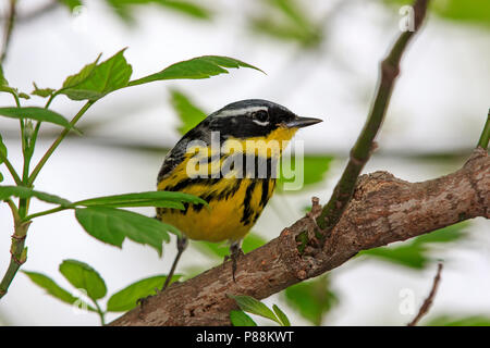 Männliche Magnolia Warbler (Setophaga Magnolia) während der Frühling Migration. Stockfoto